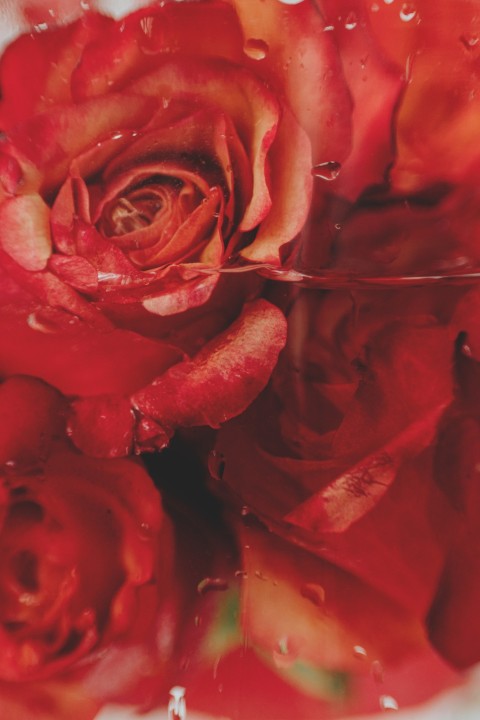 Rose-Raspberry - Cleansing Oil & Makeup Remover