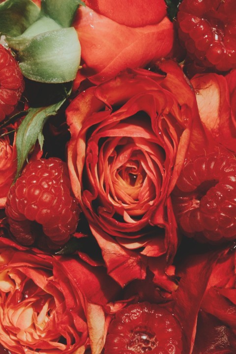 Rose-Raspberry - Cleansing Oil & Makeup Remover