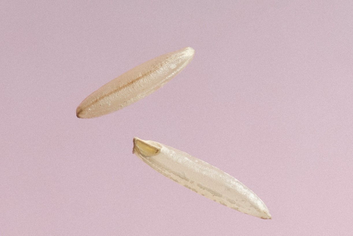 Rice - hypoallergenic